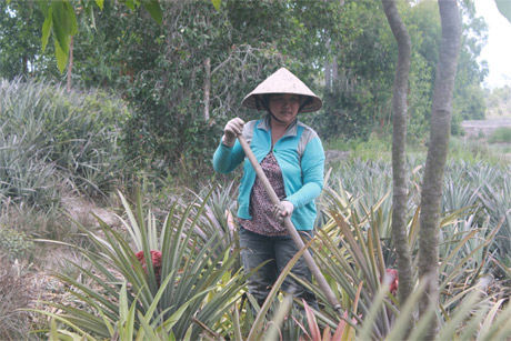 Chị Thanh Nhiệm đang chăm sóc khóm.