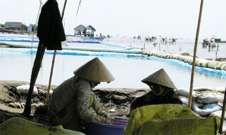 Nghề nuôi nghêu giống ven biển Tân Thành (Gò Công Đông) đang phát triển mạnh.