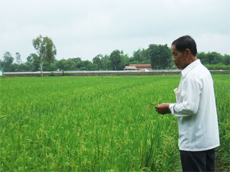 Nhờ Hội Nông dân xã đứng ra vay tín chấp từ Ngân hàng Chính sách xã hội huyện, ông Bùi Văn Chiến (ấp 1,xã Mỹ Thành Bắc) đã có điều kiện vươn lên phát triển kinh tế.