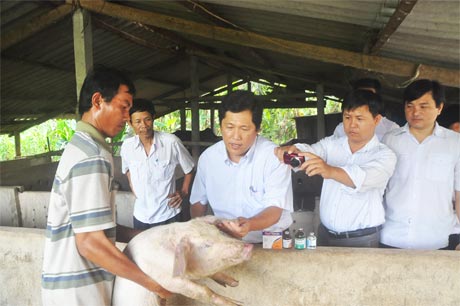 Vắcxin này đã được Cục Thú y khảo nghiệm, thực nghiệm với kết quả hiệu lực và an toàn cao