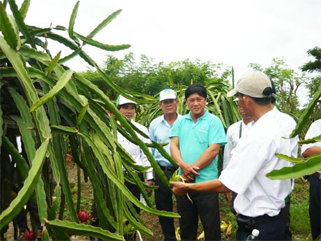 Đoàn khảo sát tham quan vườn thanh long.