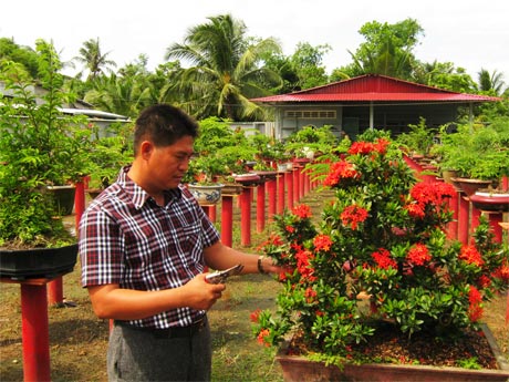 Anh Phước đang sửa cây cảnh trong CLB Bonsai Tom My.