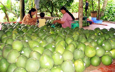 HTX Mỹ Lương (Cái Bè) dán nhãn bưởi lông Cổ Cò - một thương hiệu có tiếng trên thị trường.