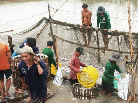 Cả nuôi cá tra công nghiệp và nuôi cá lồng bè đều đang gặp nhiều khó khăn.