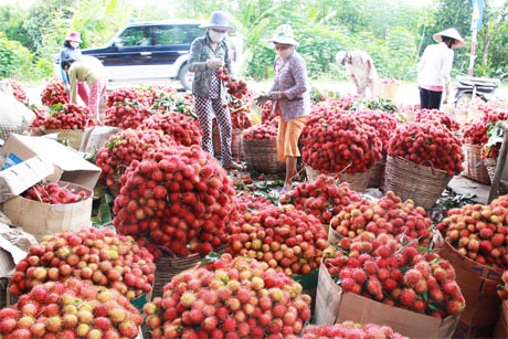 Tổ hợp tác chôm chôm Tân Phong đạt tiêu chuẩn VietGAP. Ảnh: Sĩ Nguyên.