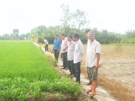 Hội thảo đầu bờ tại ruộng lúa trình diễn của anh Trần Văn Lộc, ấp Tây 1, xã Long Định.