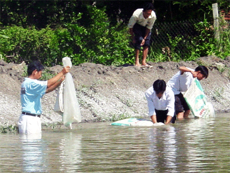 Nhiều người nuôi tôm nước lợ chuyển sang ương cá tra giống.