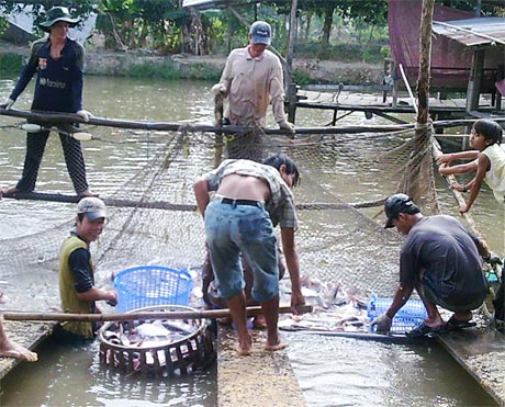 Thu mua cá tra trong dân để giảm áp lực cho người nuôi cá.