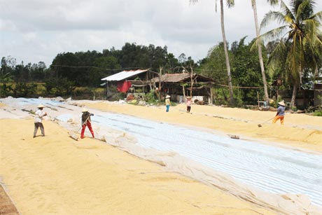 Nông dân Mỹ Trung được mùa.