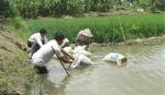 Thí điểm mô hình luân canh cá - lúa tại Cái Bè