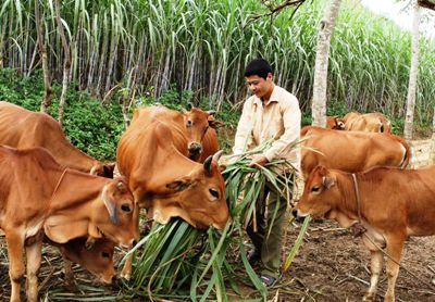 Người nông dân sẽ được hỗ trợ để đổi mới chăn nuôi theo hướng an toàn sinh học.