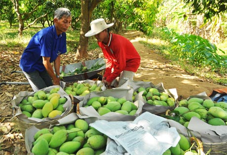 Nhà vườn đang kỳ vọng vào MDEC-Tiền Giang 2012.