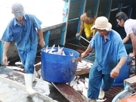 Người nuôi cá tra ở ĐBSCL lỗ nặng vì giá cá tra xuống thấp.