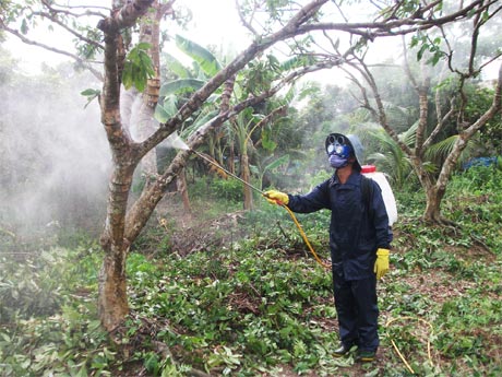 Lực lượng  chống dịch  phun thuốc  bảo vệ thực vật để diệt bệnh “chổi rồng”.
