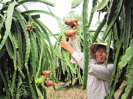 Nông dân huyện Chợ Gạo thu hoạch thanh long.