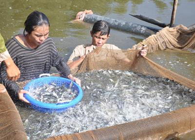 Thu hoạch cá tra giống. Ảnh: agroviet.gov.vn