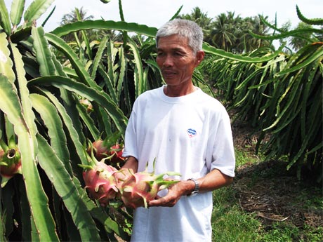 Thanh long là một trong 2 sản phẩm được chọn xây dựng mô hình thí điểm.