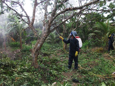 Phun thuốc chống bệnh “chổi rồng” trên nhãn tại xã Hòa Khánh (Cái Bè).