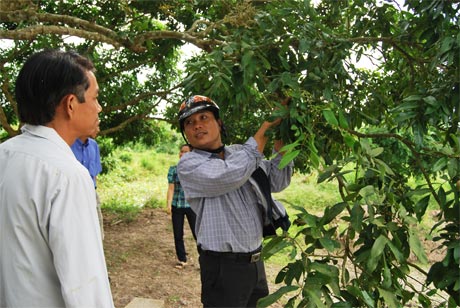 Thạc sĩ Lê Quốc Điền đang hướng dẫn nhà vườn phòng, trị bệnh “ chổi rồng” trên cây nhãn.