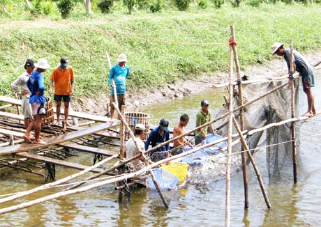 Dù giá cá tra đang tăng mạnh so với  tháng trước nhưng nông dân nuôi cá tra vẫn lỗ.