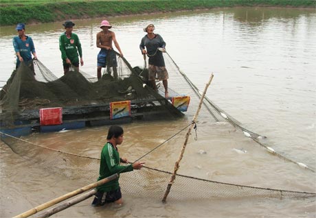 Vùng nuôi cá tra công nghiệp của GODACO tại tỉnh Bến Tre.