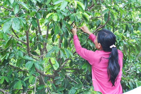 Nhà vườn đang thụ phấn cho mãng cầu đậu trái.