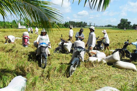 Đội mô tô vận chuyển lúa giống đến điểm tập kết.