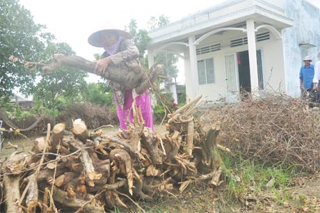 Bà Ngô Thị Nguyệt (xã Long Thuận, TX.GC) đốn sơri để làm củi.