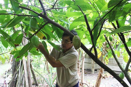 Chú Phương đang chăm sóc ca cao.