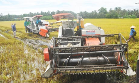 Nông dân ấp Phú Tiểu, xã Phú Nhuận, huyện Cai Lậy thu hoạch lúa hè thu chính vụ.    