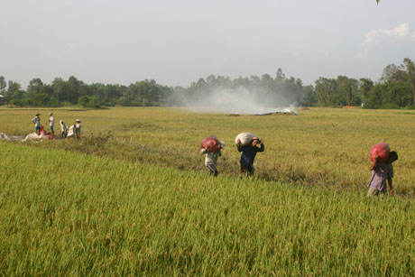 Khẩn trương thu hoạch lúa né lũ ở huyện Cái Bè, Tiền Giang. Ảnh: Hữu Chí