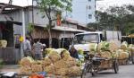 Tân Phú Đông: Mỗi ngày thương lái thu mua hàng tấn sả