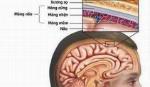 Xúc miệng nước muối để đề phòng viêm não mô cầu