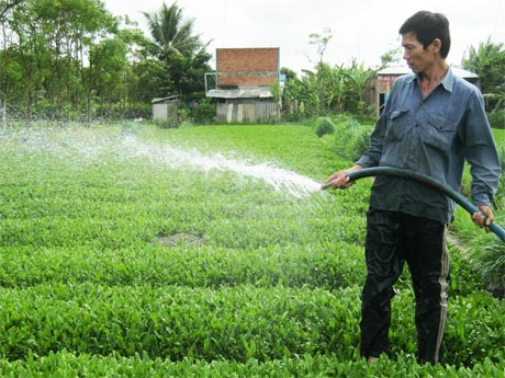 Sản xuất rau an toàn VietGAP góp phần phát triển kinh tế hộ gia đình ở xã Phước Thạnh.