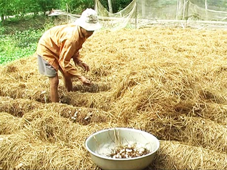 Nghề trồng nấm rơm đã giải quyết việc làm cho hàng trăm lao động nhàn rỗi tại địa phương