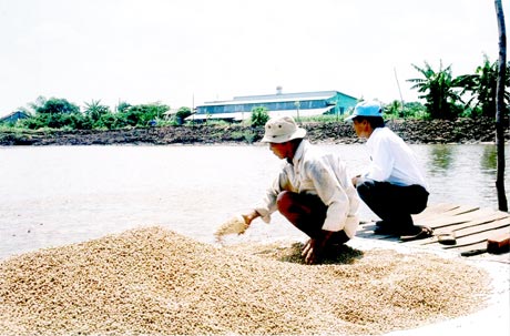 Nuôi cá tra bằng cách cho ăn gián đoạn là giải pháp giúp giảm giá thành nuôi cá tra.