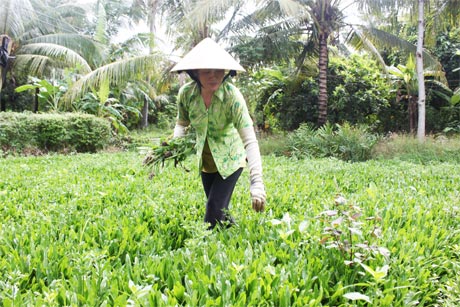 Chị Nguyễn Thị Kim Xuyến chăm sóc ngò gai.