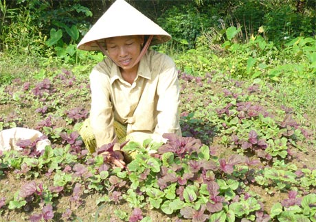 Chị Quyên chăm sóc liếp rau dền sau những trận mưa kéo dài gây ngập.