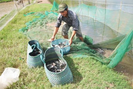 Anh Sơn đang thu hoạch cá.