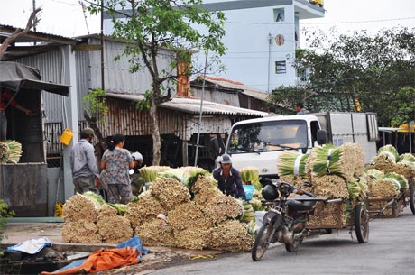 Một điểm thu mua sả ở xã Phú Thạnh.