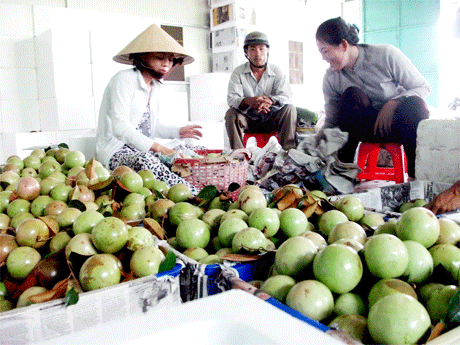 HTX Vú sữa Lò Rèn Vĩnh Kim (huyện Châu Thành) đạt chứng nhận tiêu chuẩn GlobalGAP đầu tiên trong tỉnh, được hỗ trợ xây dựng nhà sơ chế nhưng giờ không có kinh phí tái chứng nhận, HTX đang gặp nhiều khó khăn, một số nhà vườn không thiết tha mô hình. (Ảnh: HTX Vú sữa Lò Rèn Vĩnh Kim thu mua vú sữa).