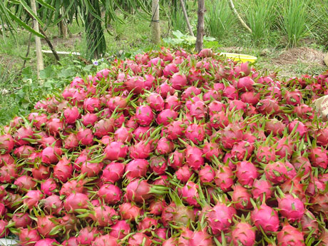 Thanh long thu hoạch về bán được giá cao tại Chợ Gao Tiền Giang. Ảnh Như Lam