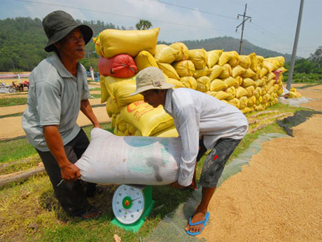 Thu mua lúa gạo ở tỉnh An Giang. Ảnh: Ngọc Trinh