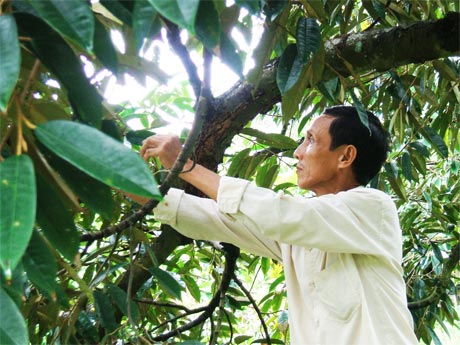 Quỹ Hỗ trợ nông dân đã giúp ông Trương Văn Chín – hội viên nông dân ấp Mỹ Thuận, xã Long Tiên có vốn sản xuất, vượt qua khó khăn.