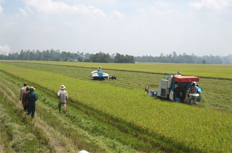 Nên đưa quy định vùng nguyên liệu vào điều kiện để cấp phép xuất khẩu gạo cho doanh nghiệp theo Nghị định 109.