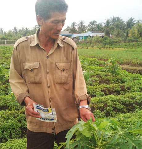 Đu đủ của ông Đơ cũng bị cháy đọt sau khi phun loại thuốc trên.