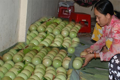 Bưởi Năm Roi Mỹ Hòa (huyện Bình Minh, tỉnh Vĩnh Long) đã khẳng định vị thế của mình trong làng trái cây ĐBSCL. Ảnh: Ngô Tông