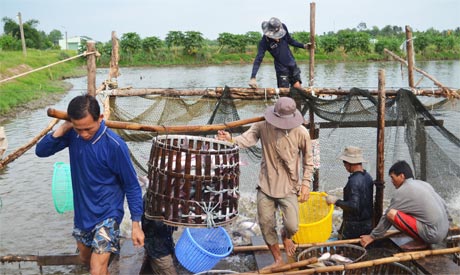 Mặc dù tăng trưởng nhanh những năm gần đây, nhưng nuôi cá tra công nghiệp vẫn còn tiềm ẩn rất nhiều rủi ro và bất cập.