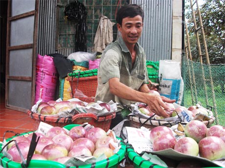 Anh Nguyễn Minh Trí,  ấp Bình Thới A, xã Bình Trưng đang chuẩn bị chở vú sữa nâu đi bán,  trong niềm hứng khởi  vì chắc chắn biết rằng  giá bán  không dưới 20.000  đồng/trái.  