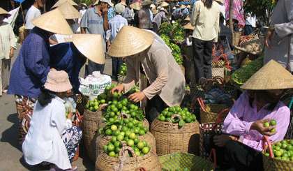 Chanh hiện đang được trồng nhiều ở các tỉnh Long An và Tiền Giang. Ảnh: N.Hữu